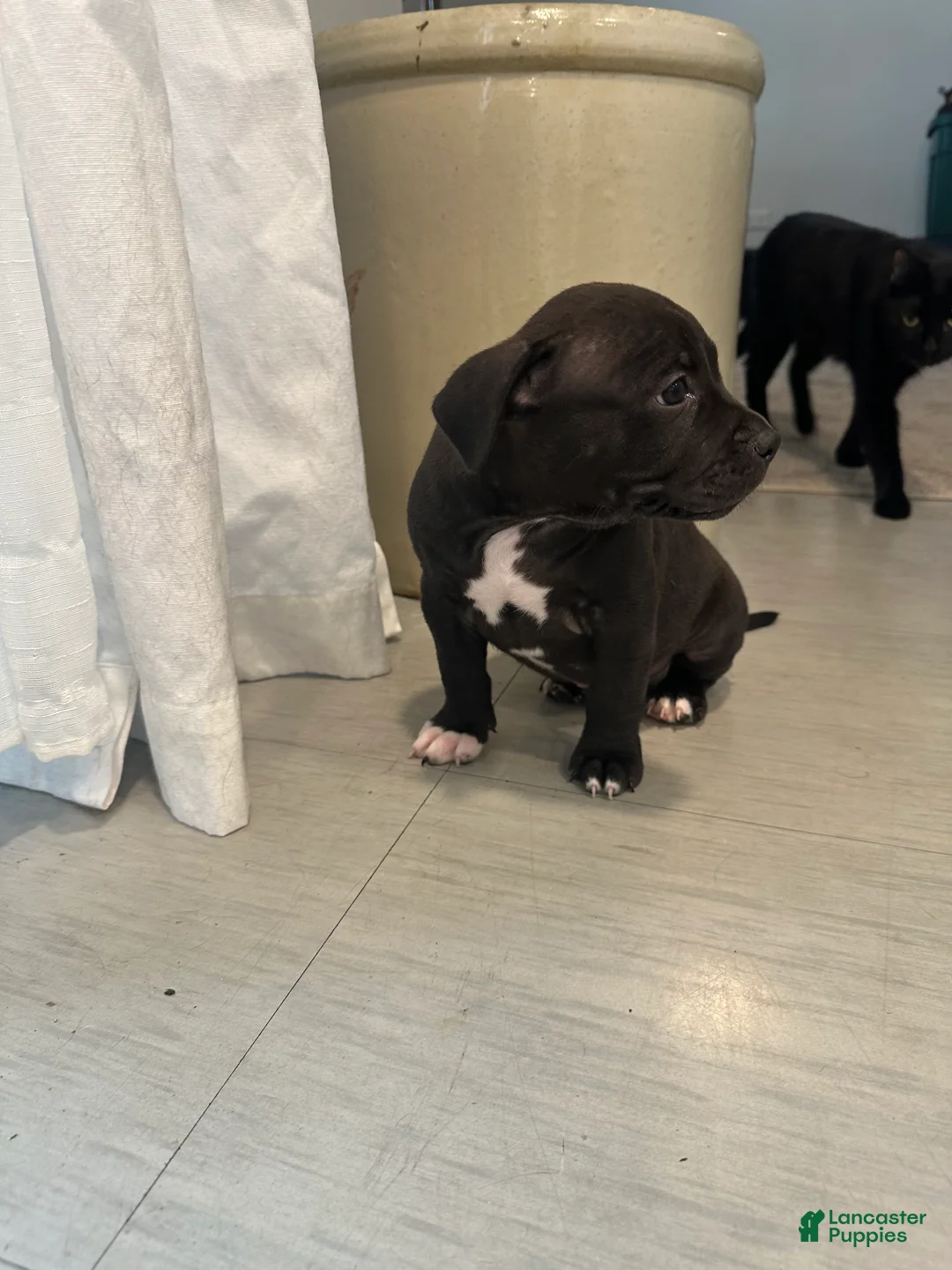 Mixed Breed dogs for sale: Sock - Ad 2