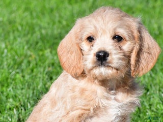 Mixed Breed dogs - Ad 13