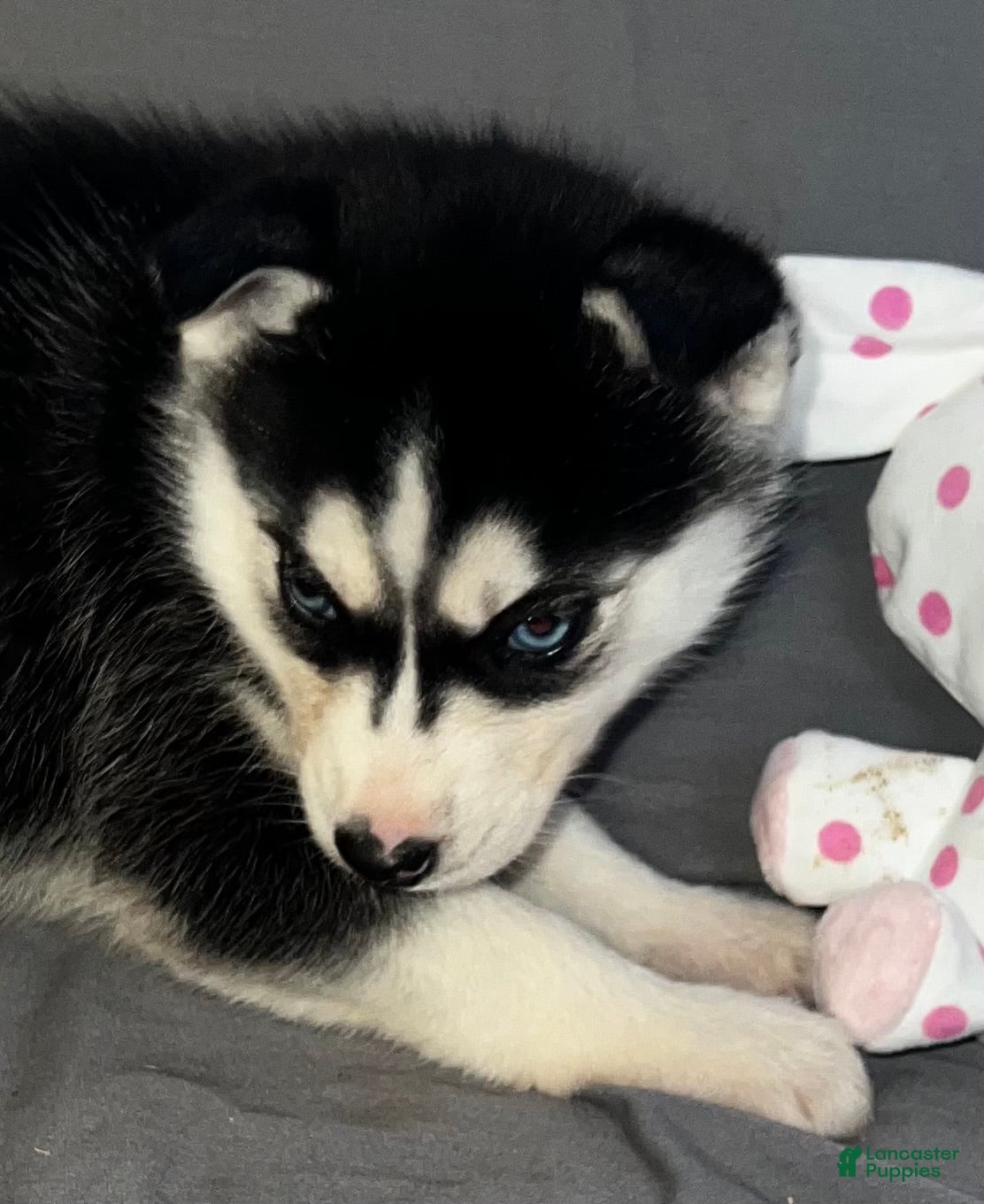 Siberian Husky dogs Siberian Husky Shadow - Ad 29