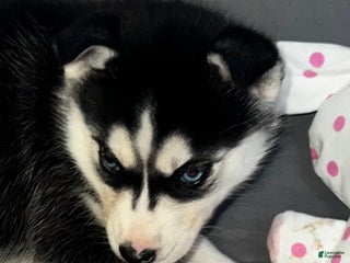 Siberian Husky dogs Siberian Husky Shadow - Ad 31