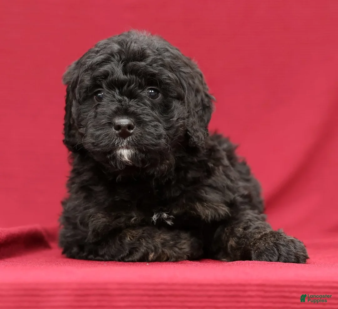 Mini Bernedoodle dogs for sale: Chip - Ad 5