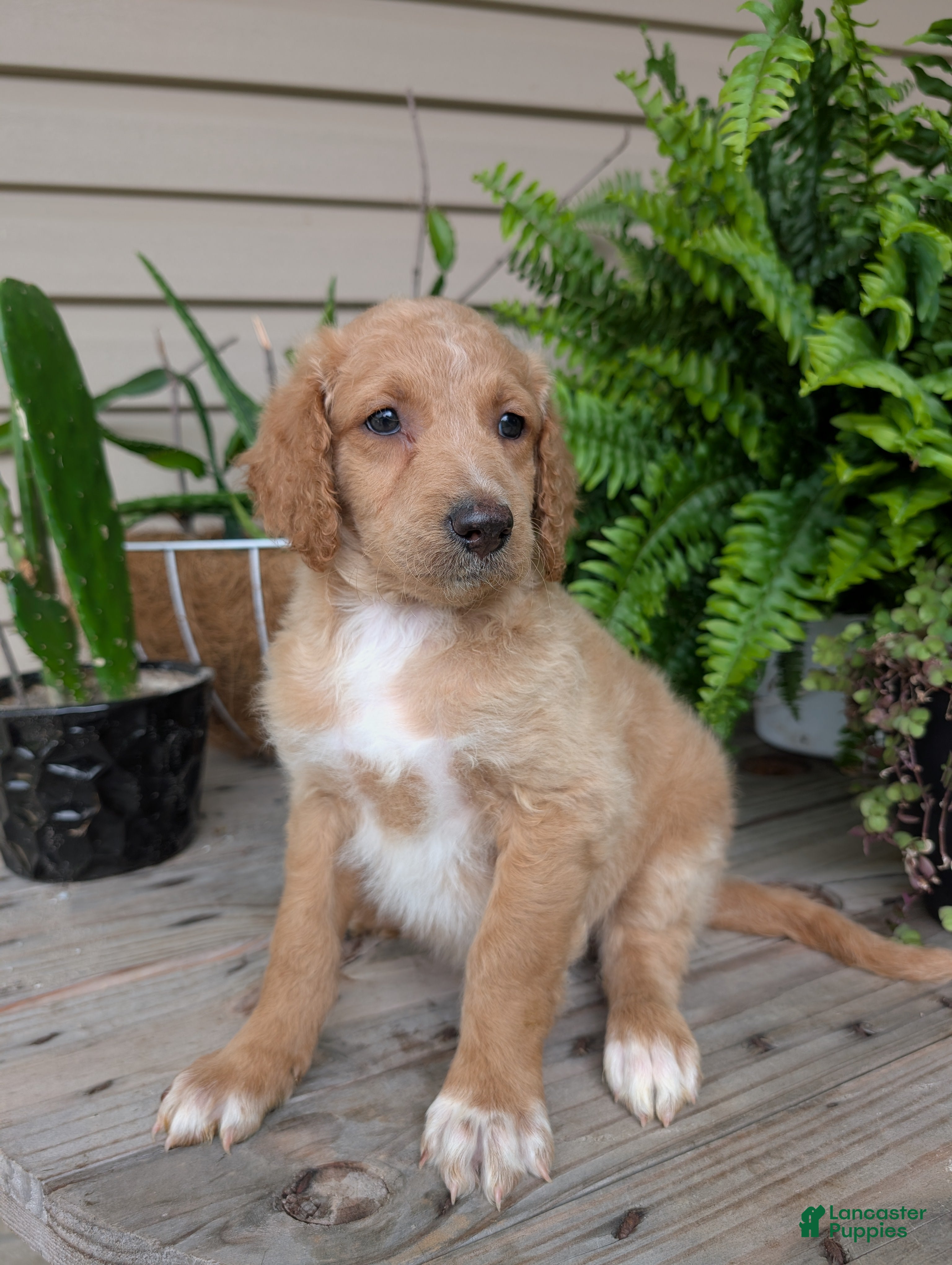 Goldendoodle dogs Issie - Ad 1
