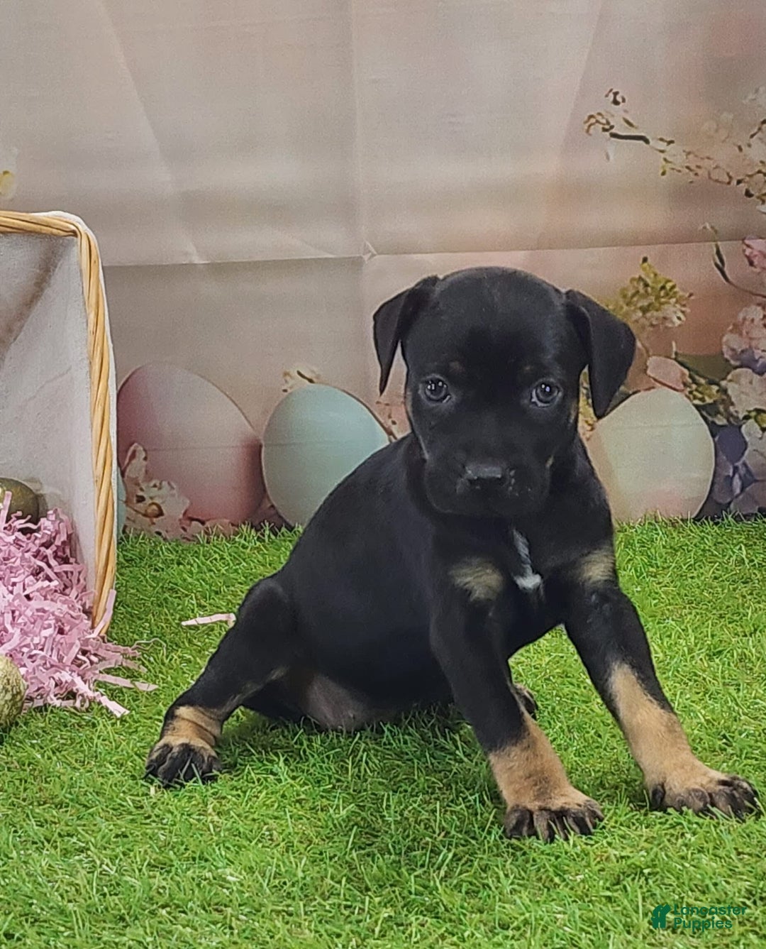 Catahoula Leopard Dog dogs for sale: Goldie 2025 F2 - Ad 10