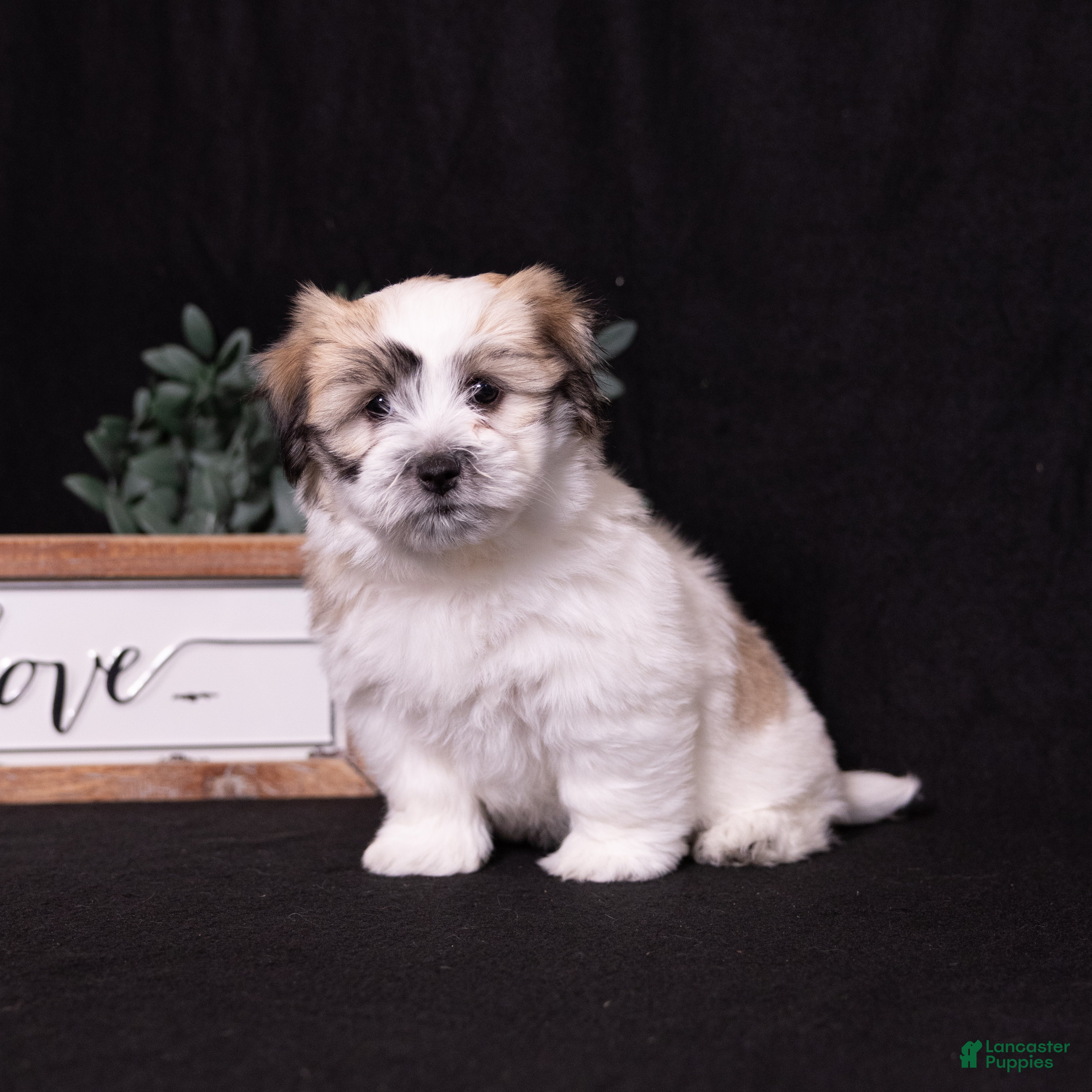 Coton De Tulear dogs Honey - Ad 1