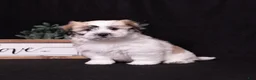 Coton De Tulear dogs for sale: Honey - Ad 1