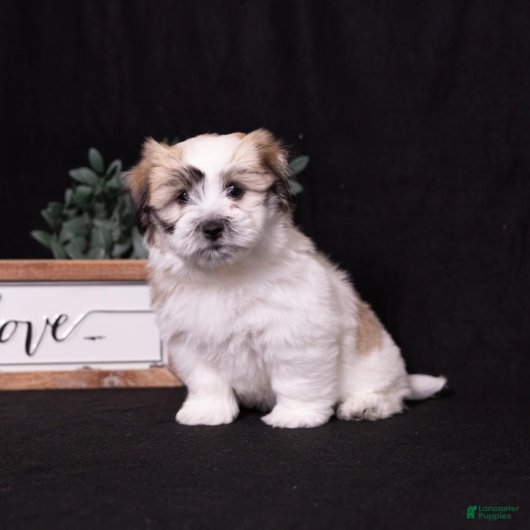 Coton De Tulear dogs for sale: Honey - Ad 1
