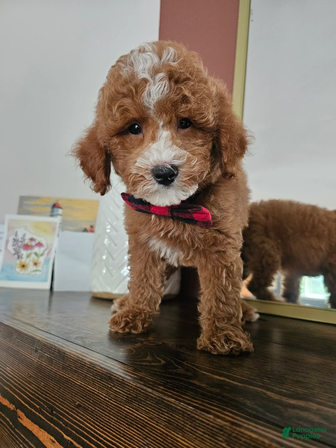 Mini Goldendoodle dogs for sale: Macintosh - Ad 9