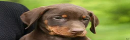Doberman Pinscher dogs for sale:  Delilah (Red Rust)🐶 - Ad 3