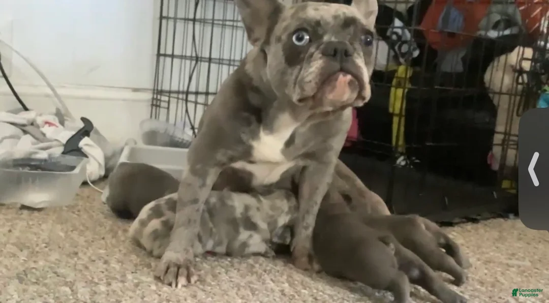 French Bulldog dogs for sale: French Bulldog Puppy 1 - Ad 2
