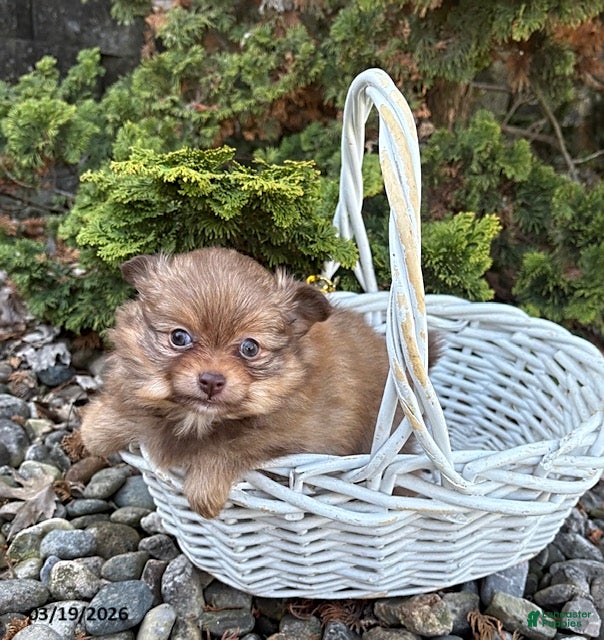 Pomeranian dogs Zoey - Ad 1