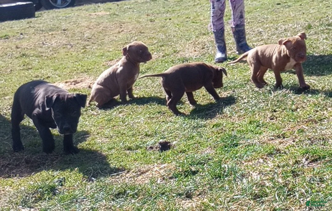 American Bully dogs for sale: Jordan Burroughs - Ad 2