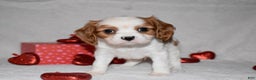 Cavalier King Charles Spaniel dogs for sale: Odie - Ad 8