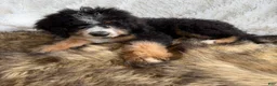 Bernedoodle dogs for sale: Bourbon “Ultra Bernedoodle”  - Ad 4
