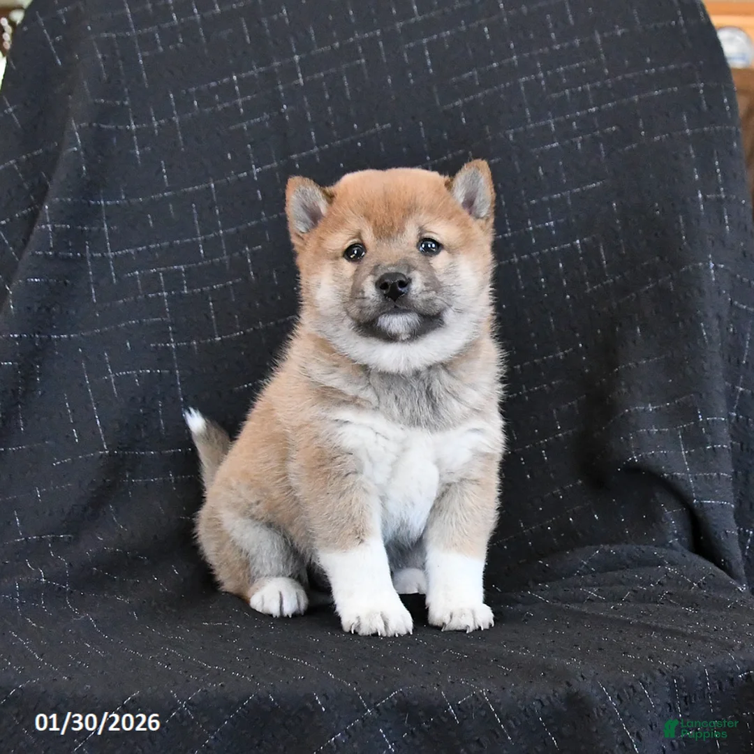 Shiba Inu dogs for sale: Zakota - Ad 4