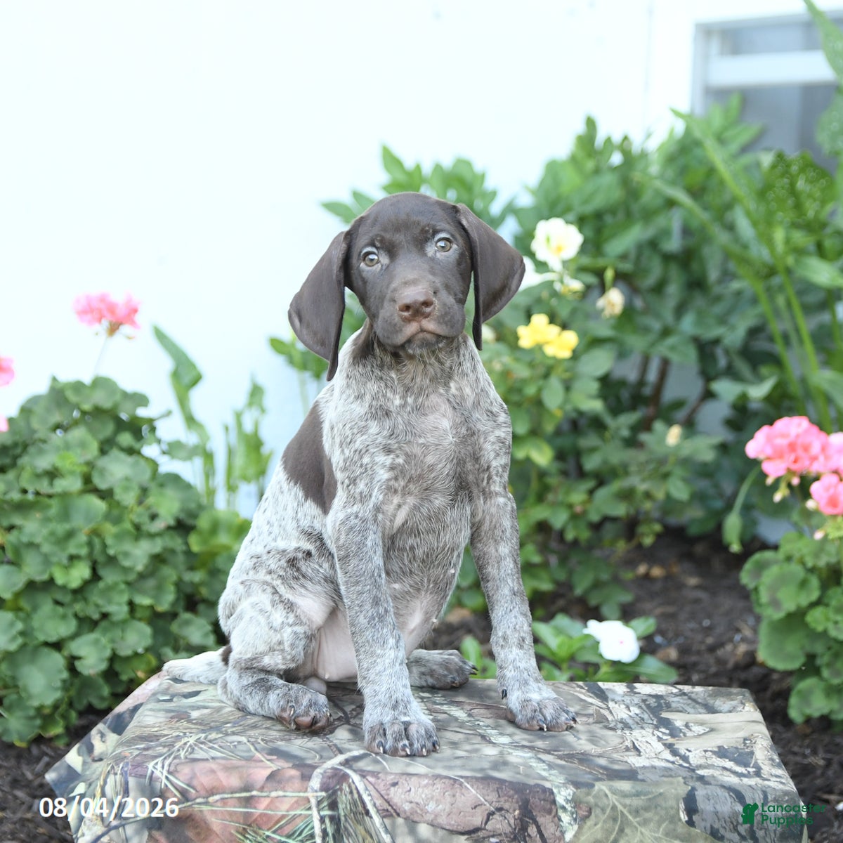 German Shorthaired Pointer dogs Diamond - Ad 1