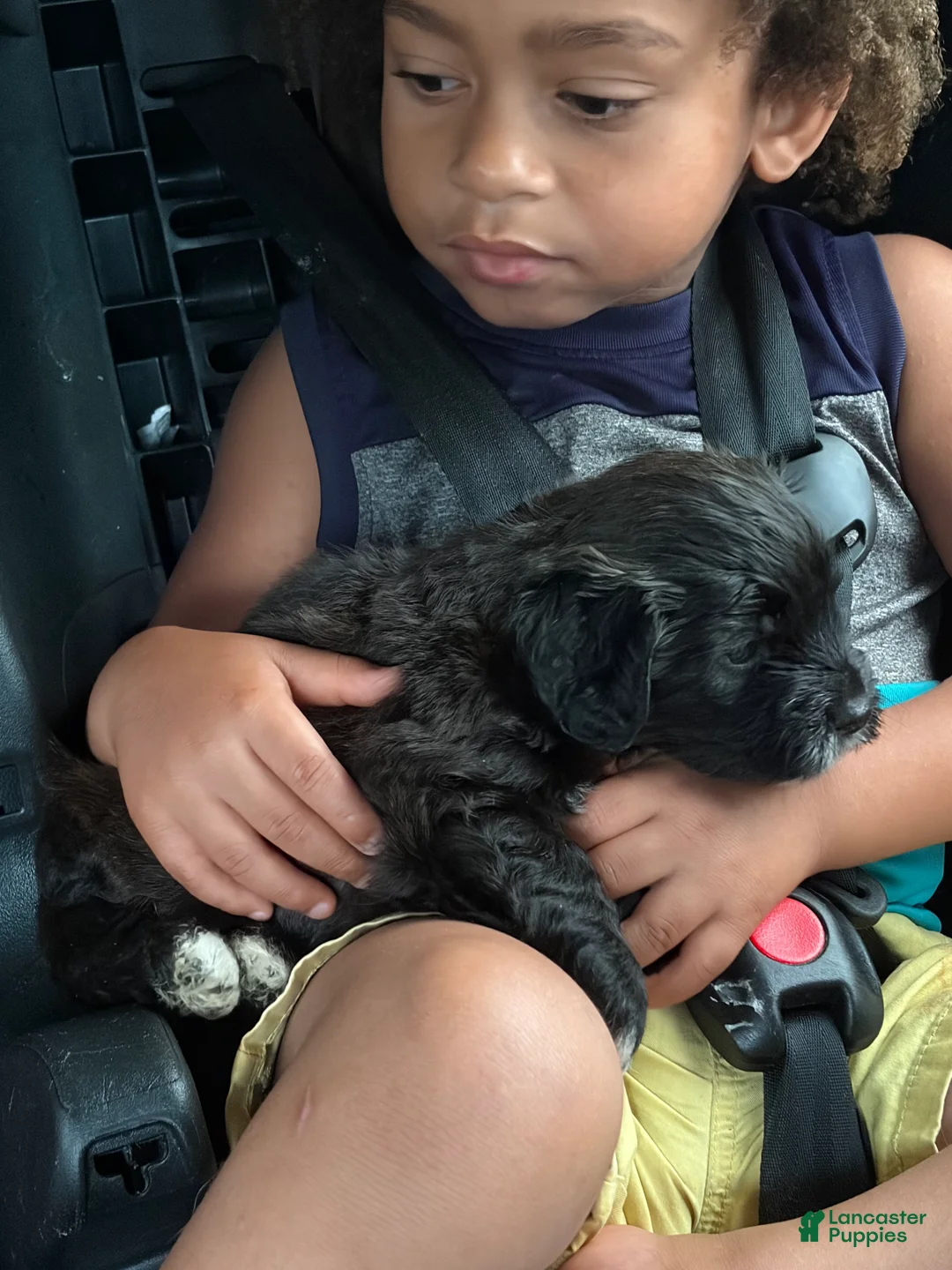 Yorkiepoo dogs for sale: Yorkiepoo 1 - Ad 1