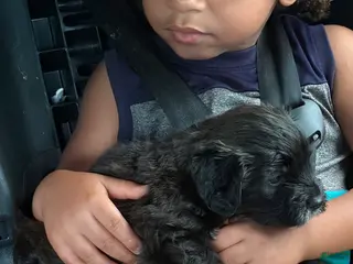 Yorkiepoo dogs Yorkiepoo 1 - Ad 4