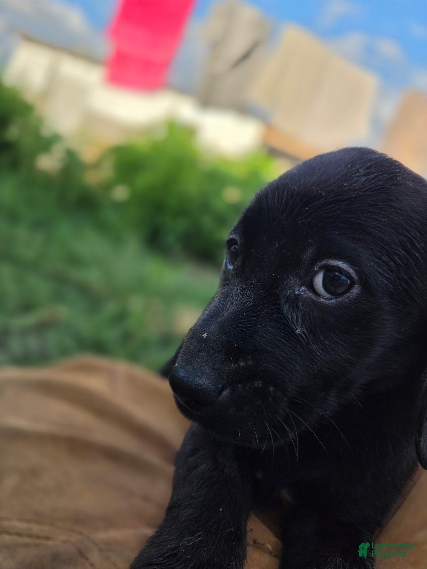 Labrador Retriever dogs Shadow - Ad 2