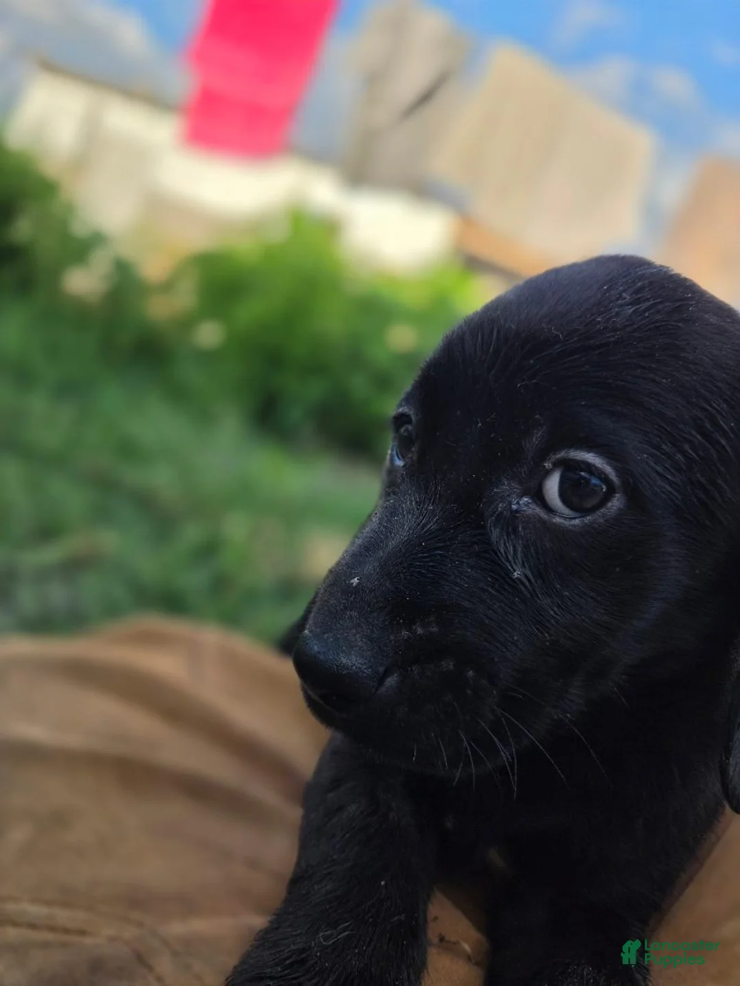 Labrador Retriever dogs for sale: Shadow - Ad 2