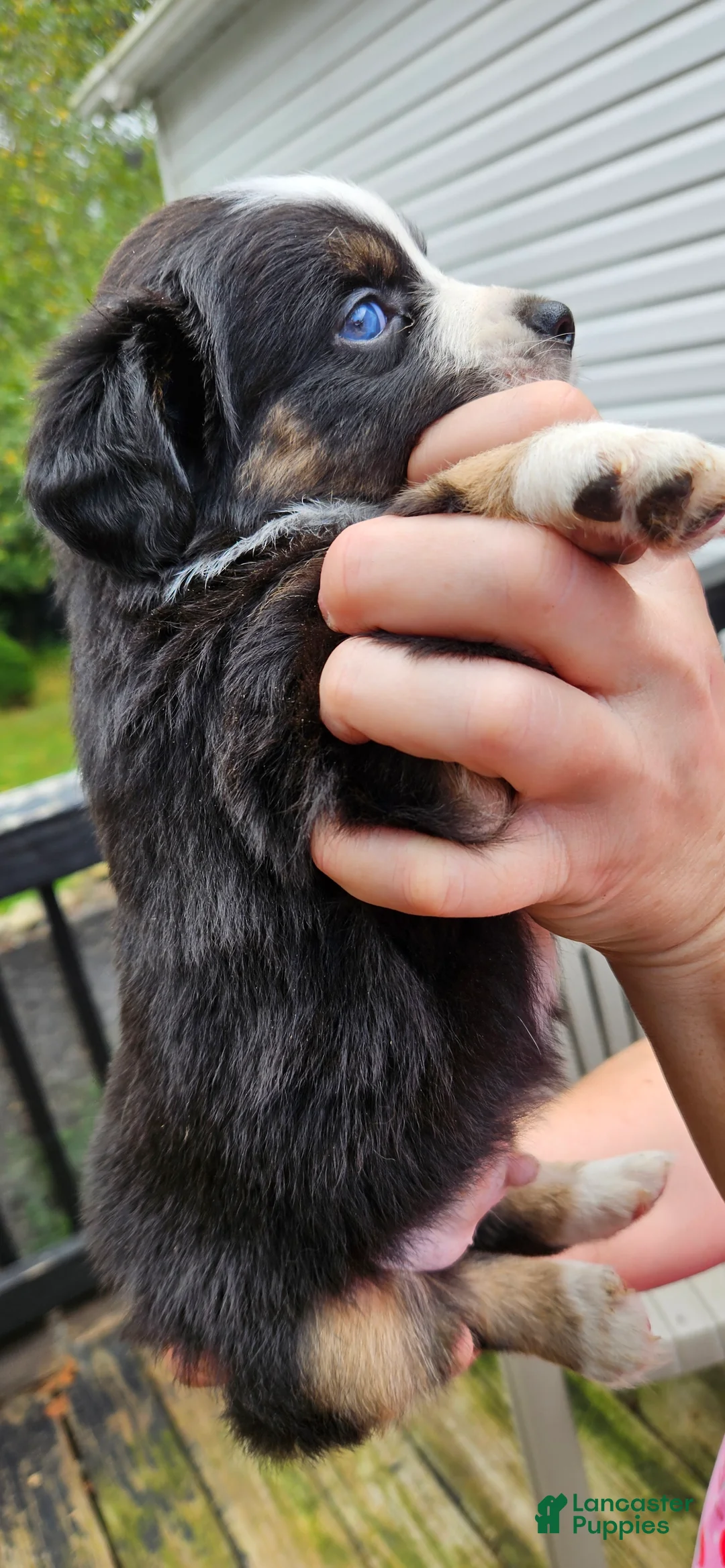 Miniature Australian Shepherd dogs for sale: Miniature Australian Shepherd 6 - Ad 2