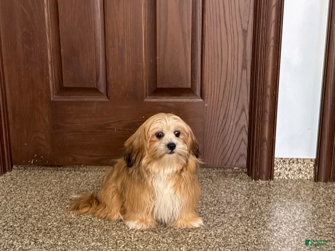 Lhasa Apso dogs for sale: Cora - Ad 2