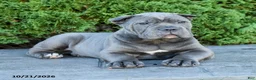 Cane Corso dogs for sale: Leopold - Ad 5