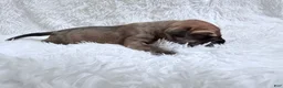 Great Dane dogs for sale: Columbiana - Ad 16