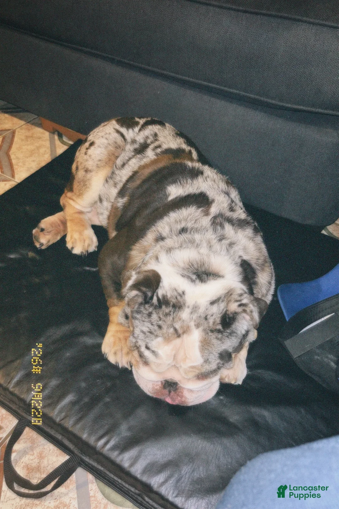 English Bulldog dogs for sale: English Bulldog 1 - Ad 2