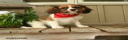 Cavachon dogs for sale: Wanda - Ad 1