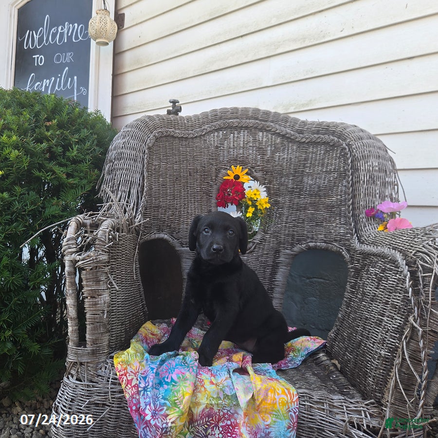 Labrador Retriever dogs Kate - Ad 2