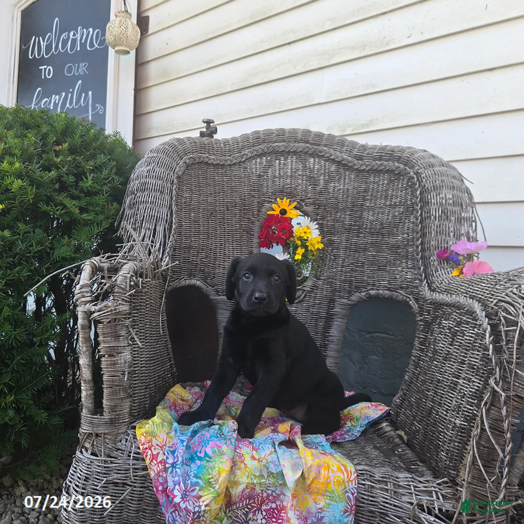 Labrador Retriever dogs for sale: Kate - Ad 2
