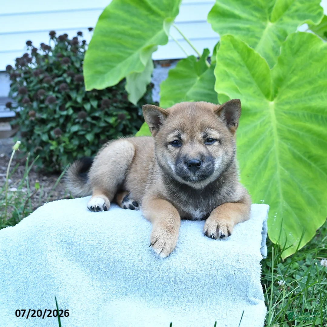Shiba Inu dogs for sale: Jackie - Ad 3