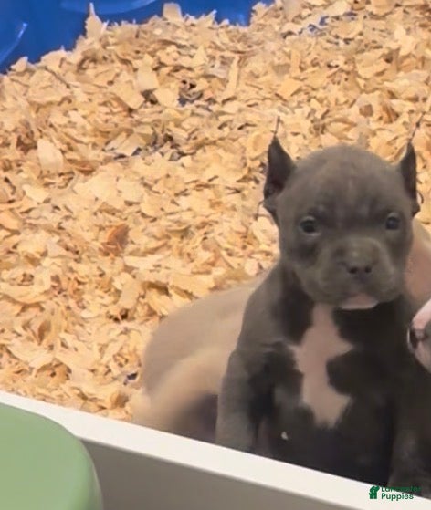 American Bully dogs Tink  - Ad 23