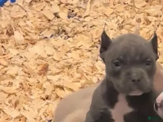 American Bully dogs Tink - Ad 23