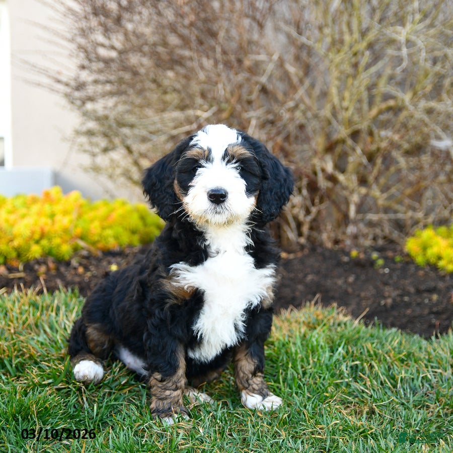 Mini Bernedoodle dogs for sale: Delta - Ad 2