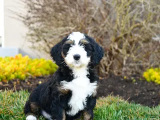 Mini Bernedoodle dogs for sale: Delta - Ad 2