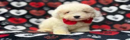 Bichpoo dogs for sale: Hex - Ad 8