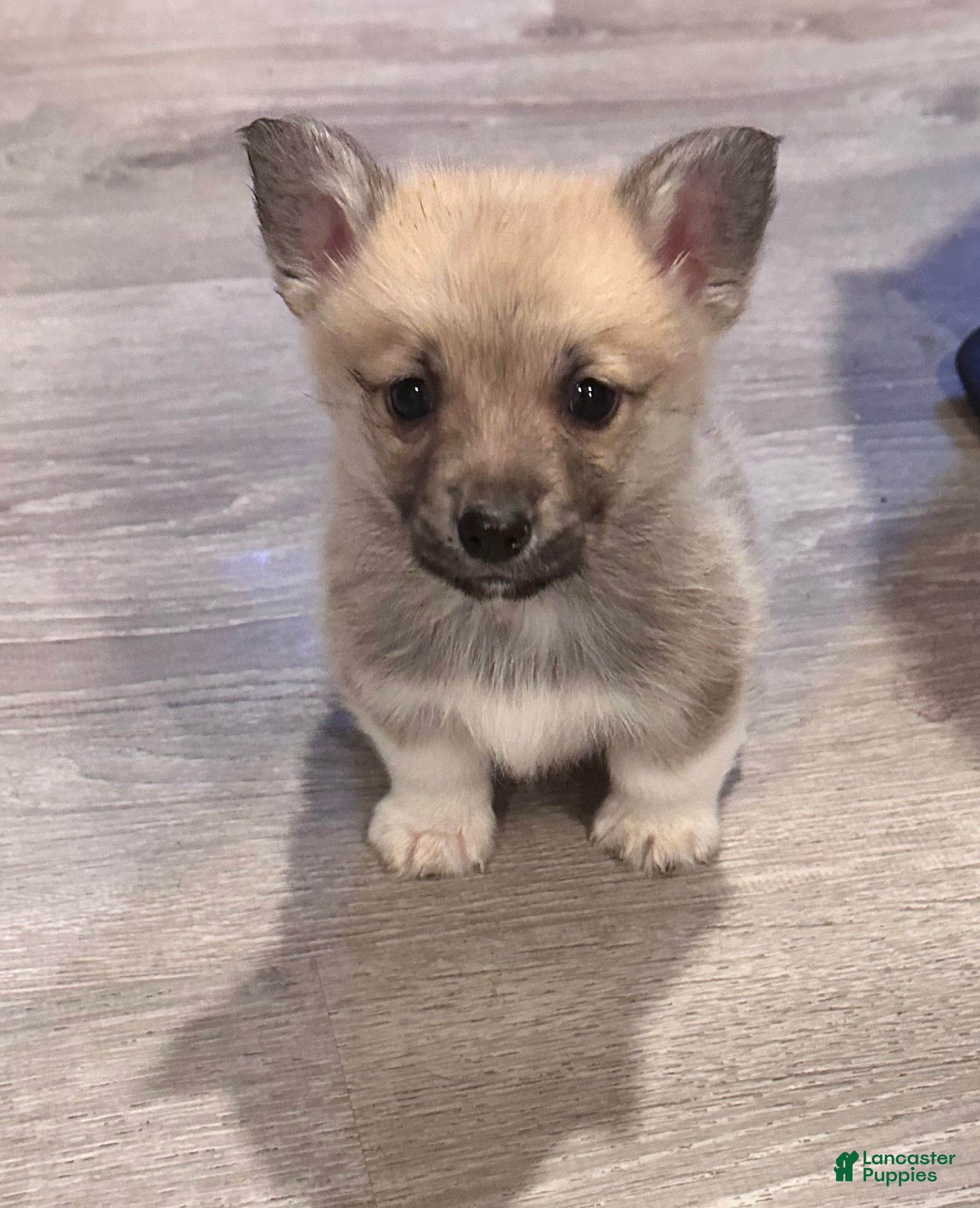 Welsh Corgi Pembroke dogs for sale: Welsh Corgi Pembroke Puppy 2 - Ad 1