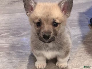 Welsh Corgi Pembroke dogs for sale: Welsh Corgi Pembroke Puppy 2 - Ad 1
