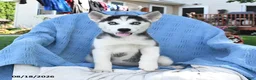 Siberian Husky dogs for sale: Bella   - Ad 4