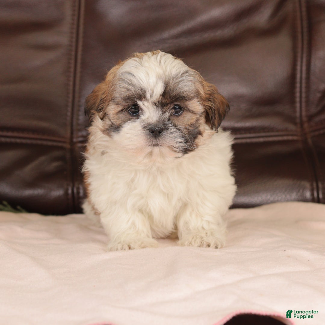 Mixed Breed dogs for sale: Jazzy - Ad 6