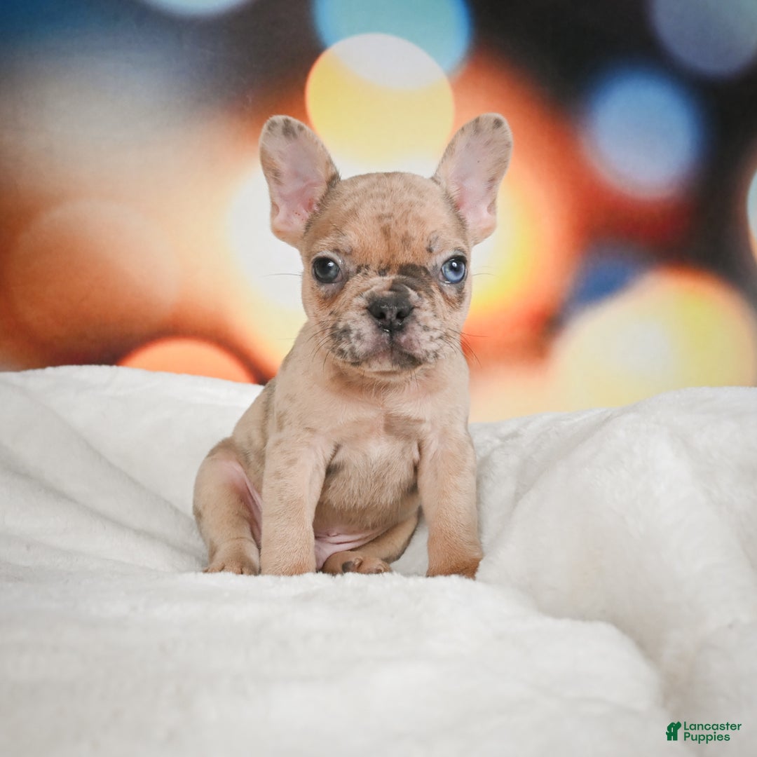 French Bulldog dogs for sale: Zeus - Ad 2