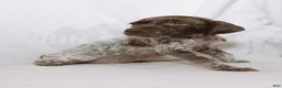 German Shorthaired Pointer dogs for sale: Brown Collar aka Howard - Ad 1