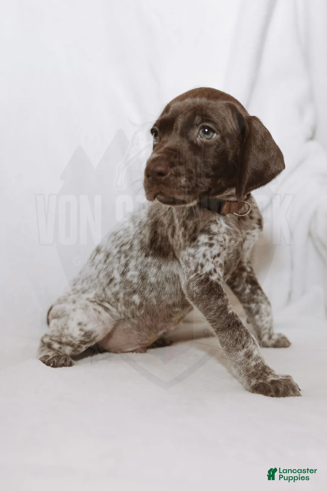 German Shorthaired Pointer dogs for sale: Brown Collar aka Howard - Ad 1