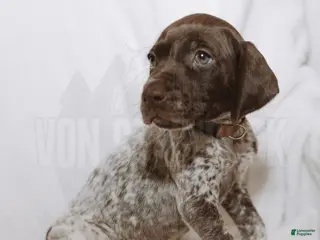German Shorthaired Pointer dogs for sale: Brown Collar aka Howard - Ad 3
