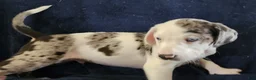 Catahoula Leopard Dog dogs for sale: Gabby F2025 M1 - Ad 14