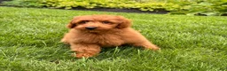 Mini Goldendoodle dogs for sale: Lola - Ad 9