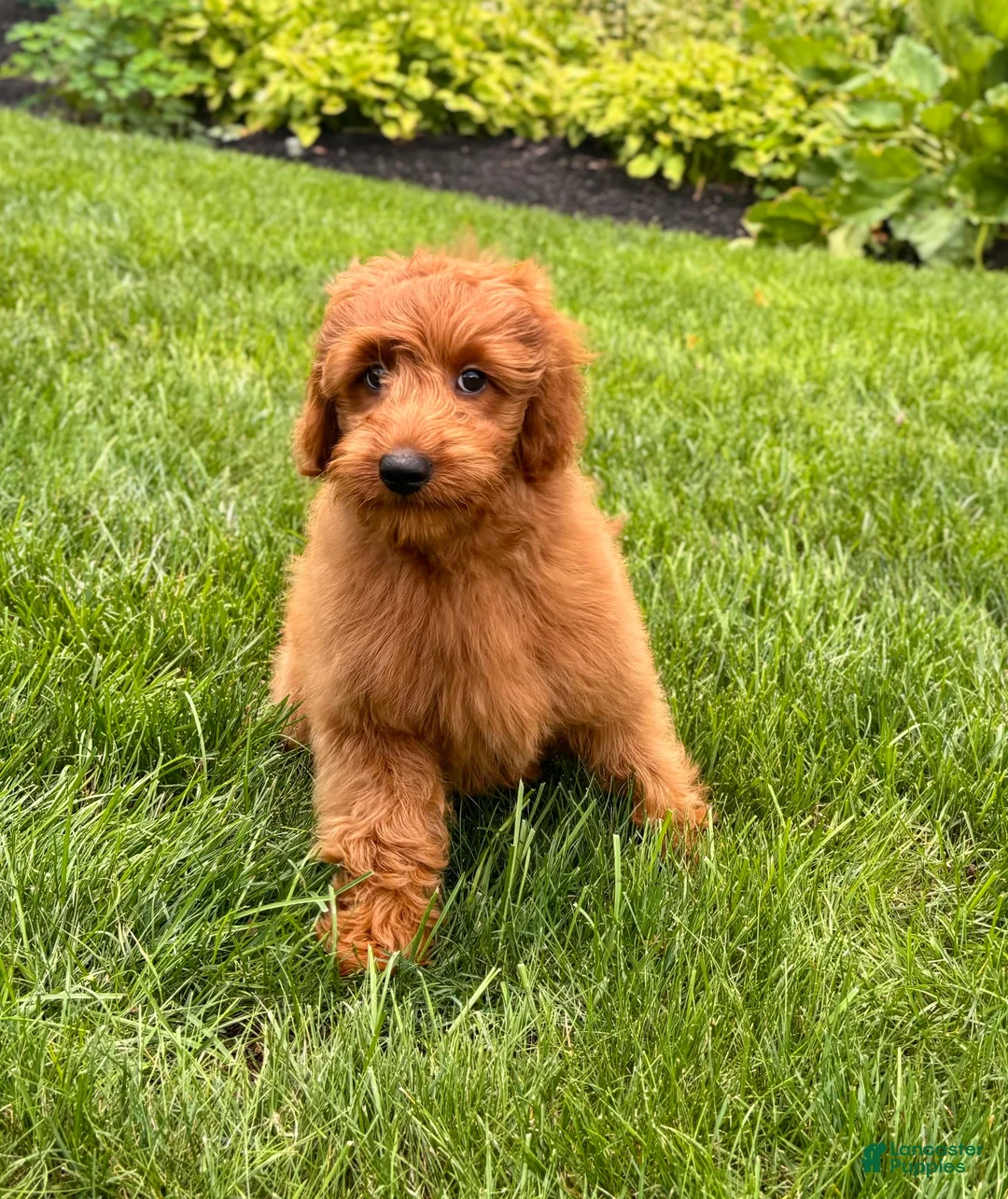 Mini Goldendoodle dogs for sale: Lola - Ad 9