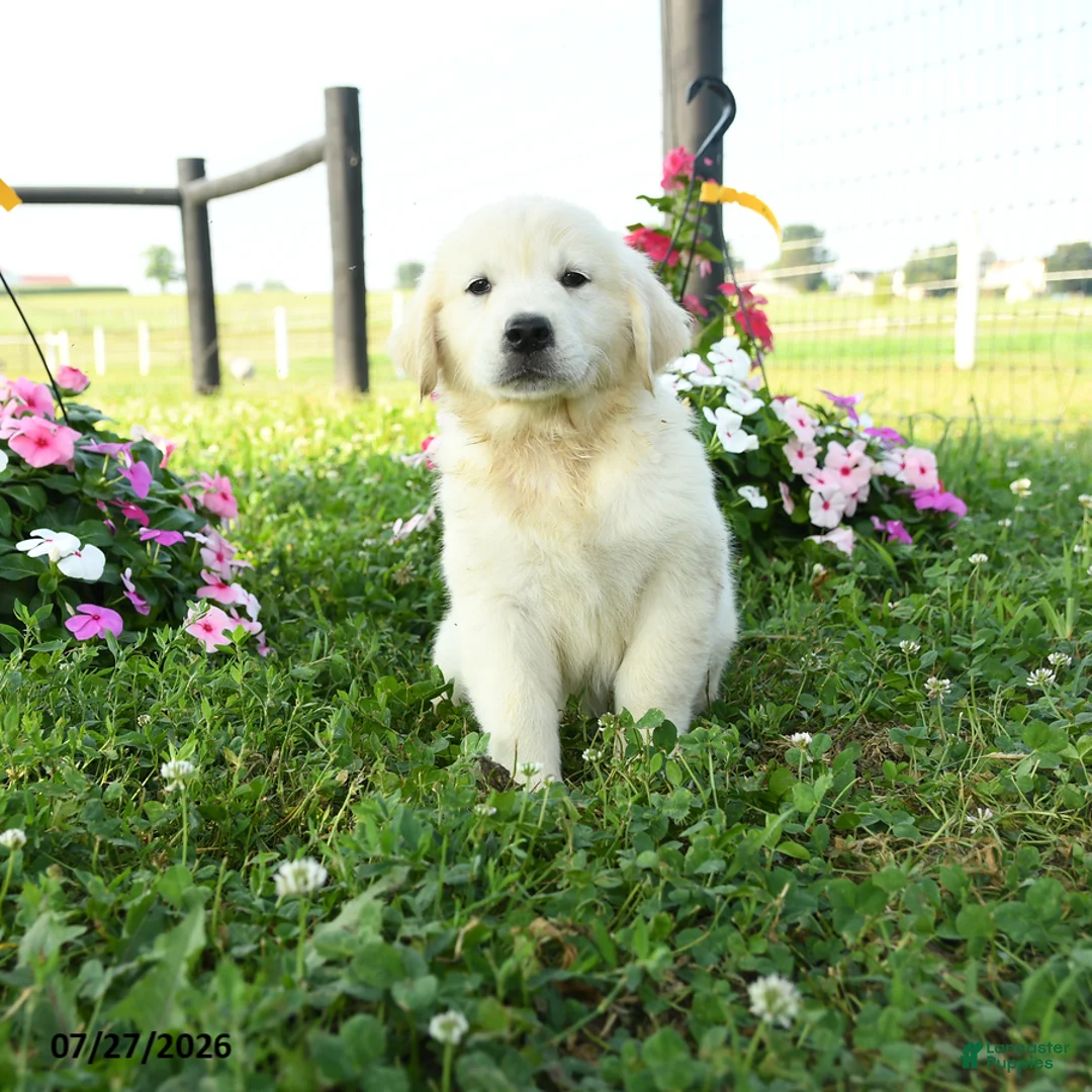 Golden Retriever dogs for sale: Aspen - Ad 1