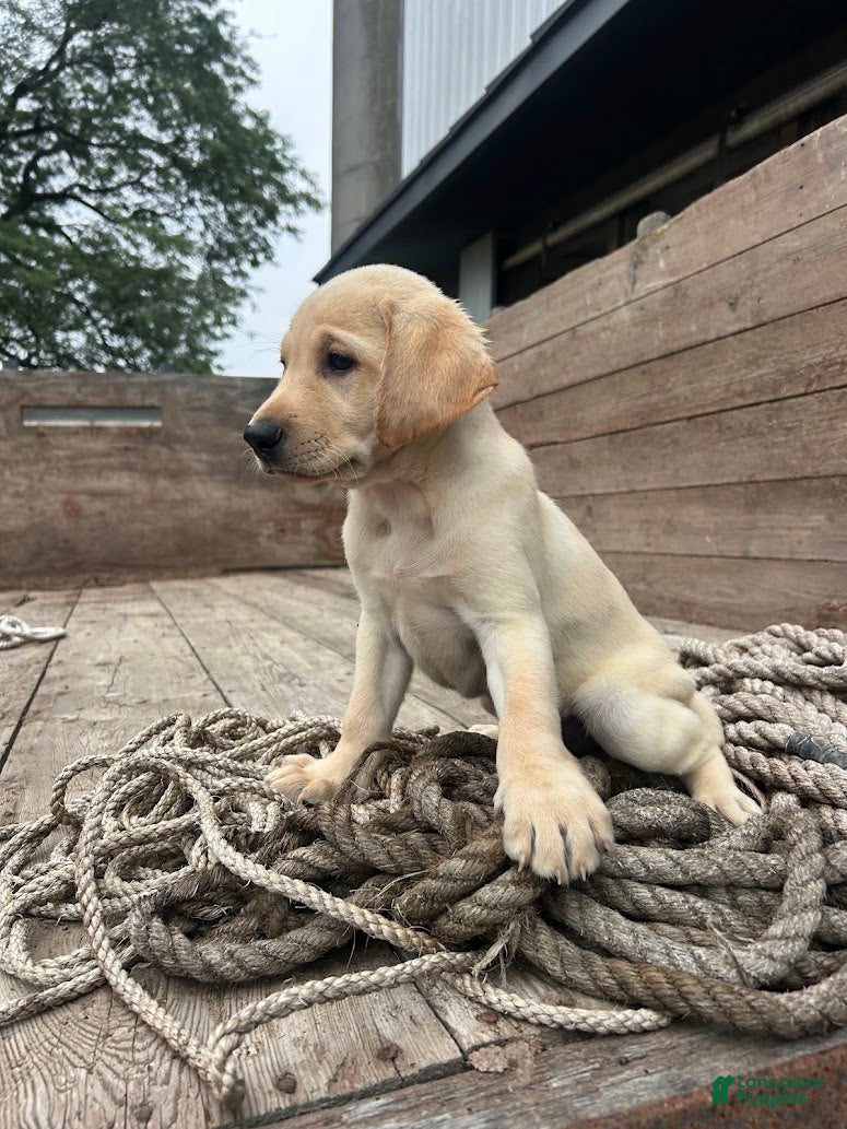 Sheprador dogs for sale: Jip - Ad 1